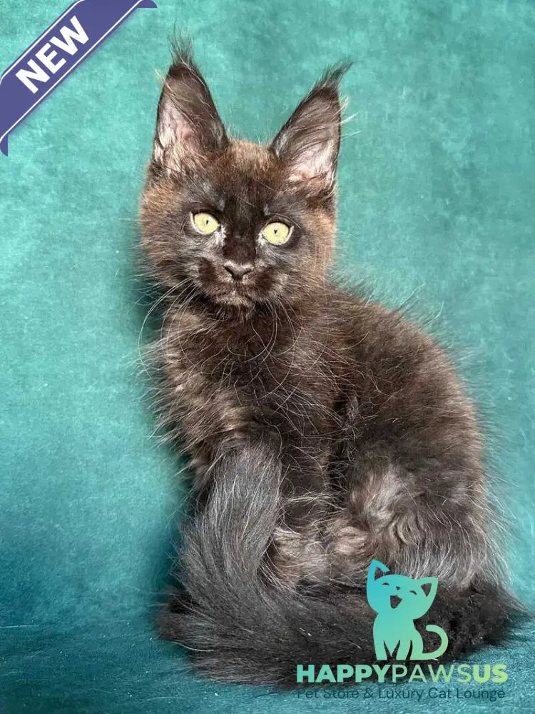 Gaia Maine Coon female black - live animals