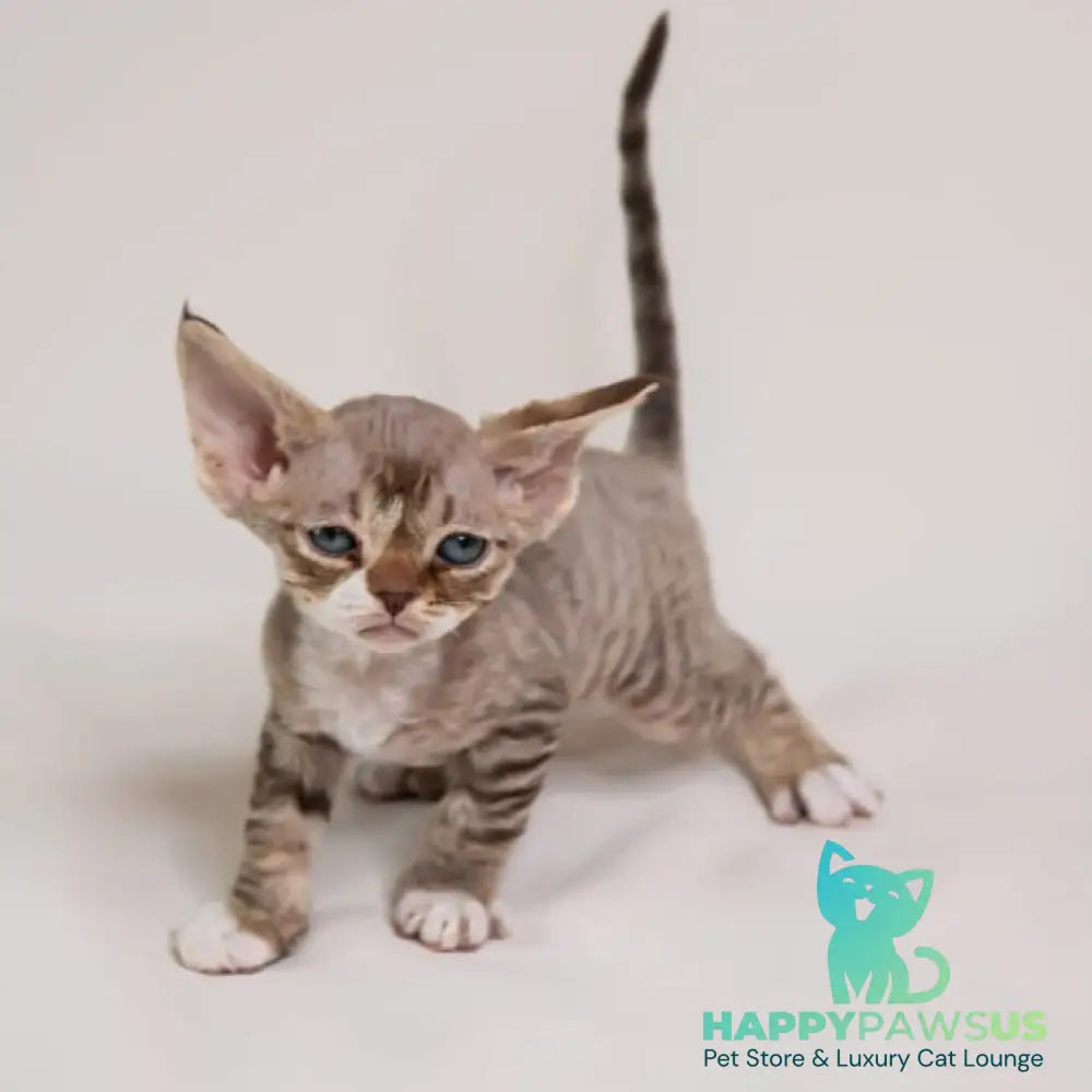 Gaika Devon Rex female chocolate bicolour spotted tabby - live animals