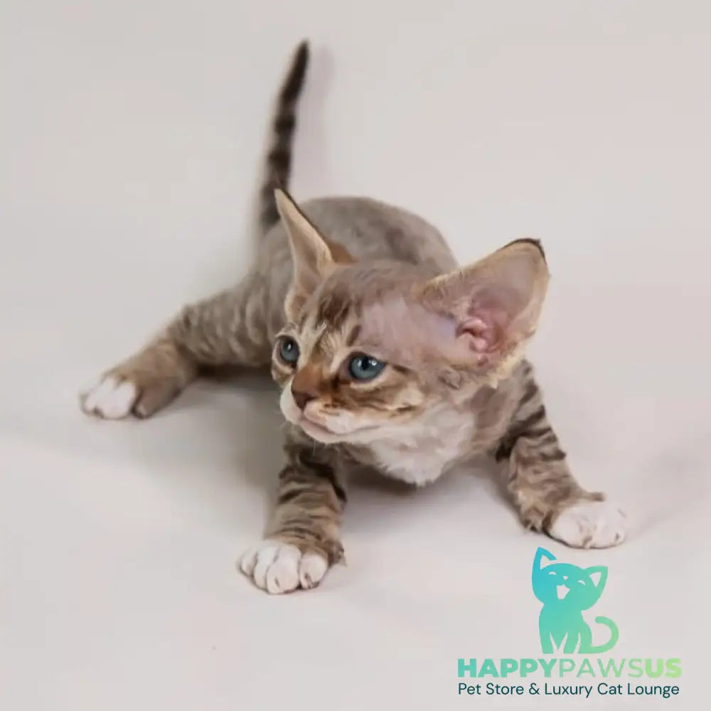 Gaika Devon Rex female chocolate bicolour spotted tabby - live animals