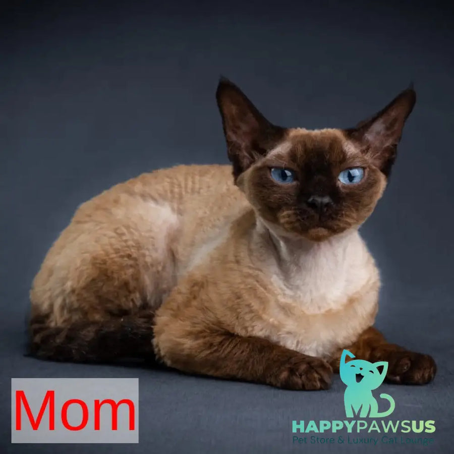 Gaika Devon Rex female chocolate bicolour spotted tabby - live animals