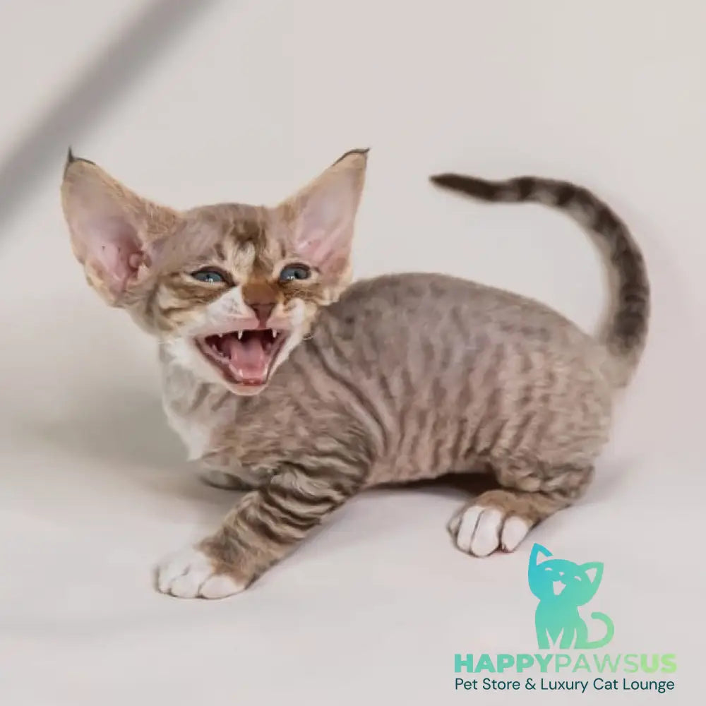 Gaika Devon Rex female chocolate bicolour spotted tabby - live animals