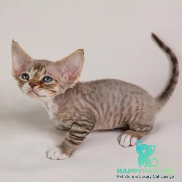 Gaika Devon Rex female chocolate bicolour spotted tabby - live animals