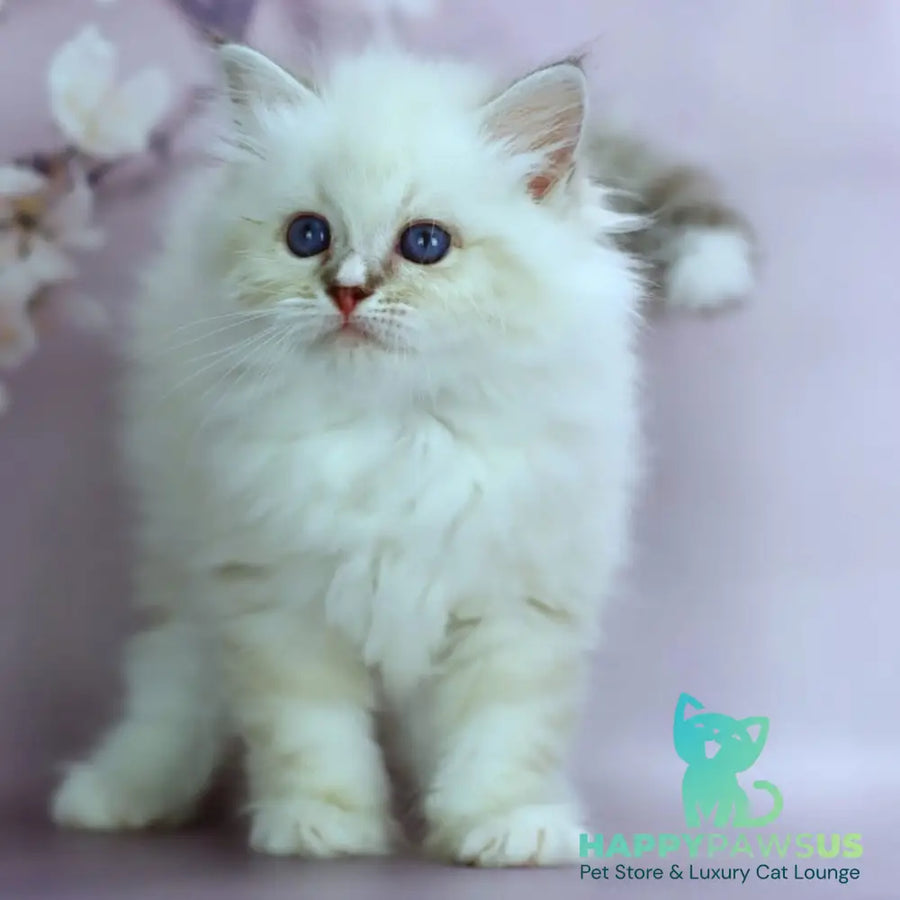 Gala Siberian female black silver with white tabby pointed - live animals