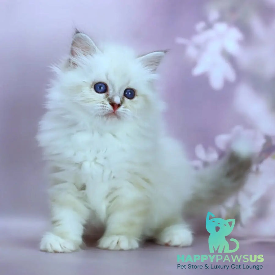 Gala Siberian female black silver with white tabby pointed - live animals