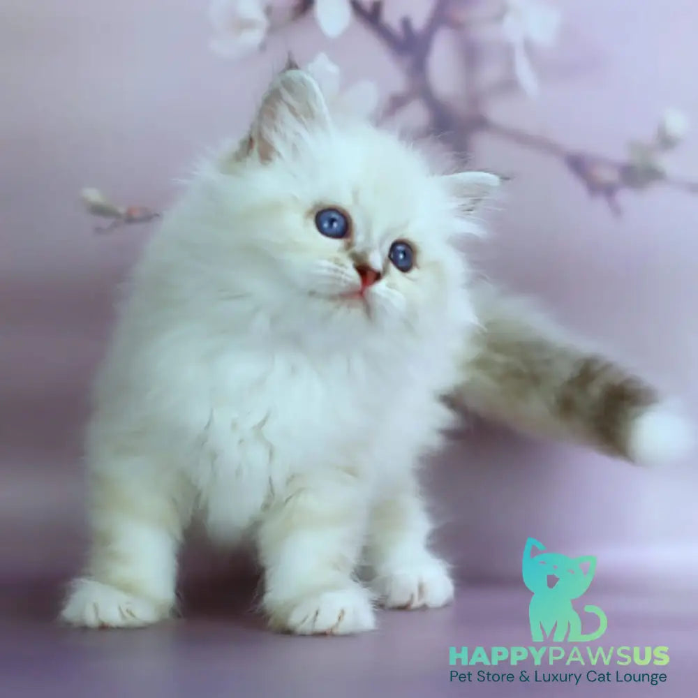 Gala Siberian female black silver with white tabby pointed - live animals