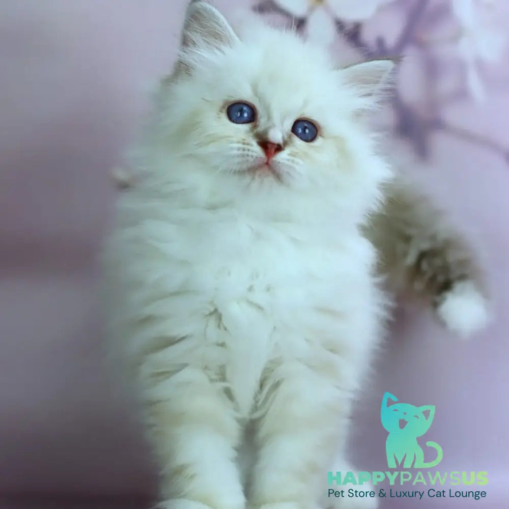 Gala Siberian female black silver with white tabby pointed - live animals