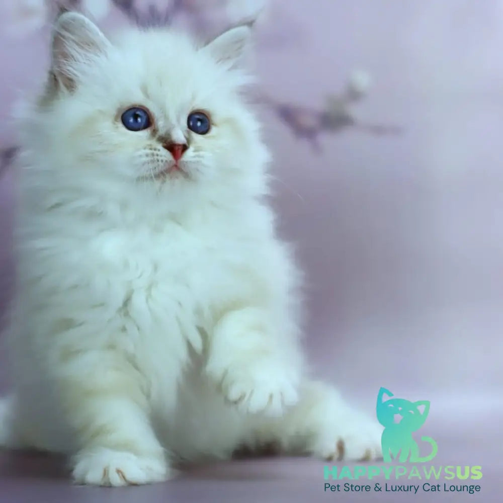 Gala Siberian female black silver with white tabby pointed - live animals