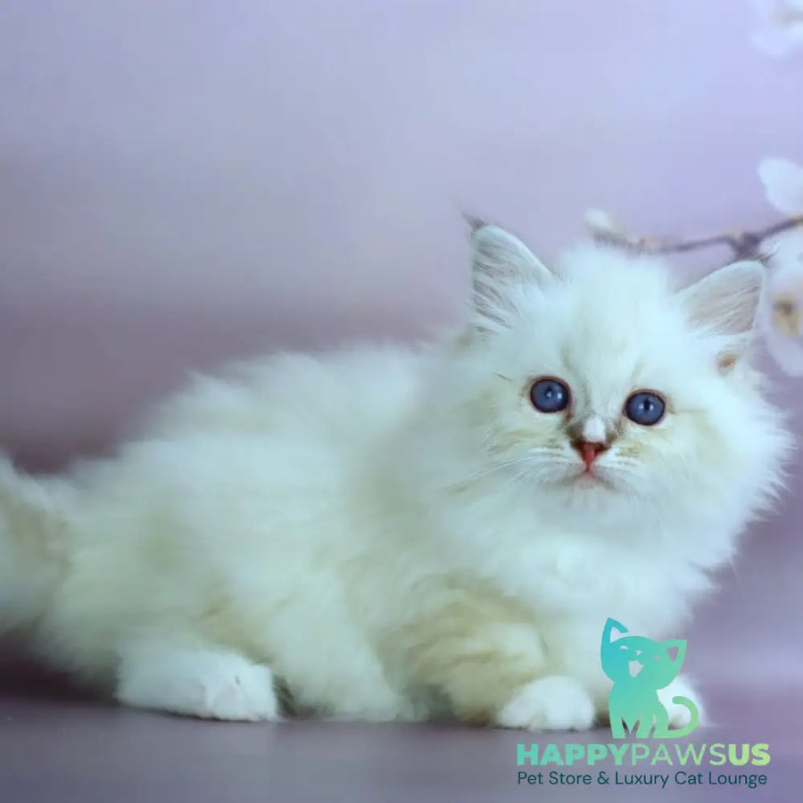 Gala Siberian female black silver with white tabby pointed - live animals