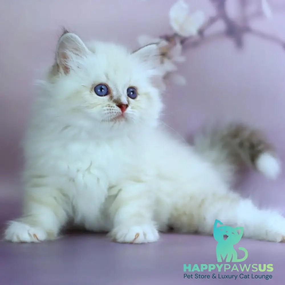 Gala Siberian female black silver with white tabby pointed - live animals