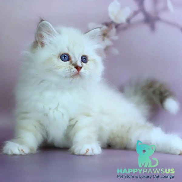 Gala Siberian female black silver with white tabby pointed - live animals