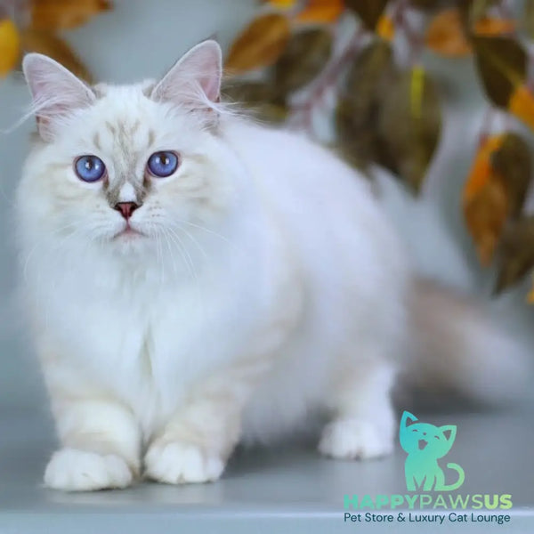 Gala Siberian female blue with white tabby pointed - live animals