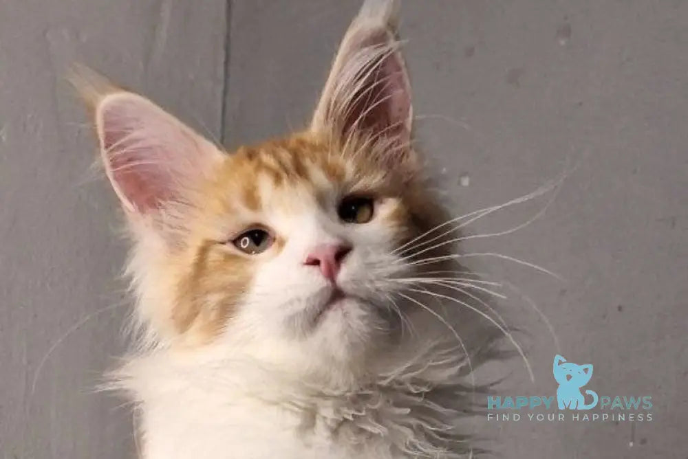 Galactica Maine Coon female red bicolour live animals