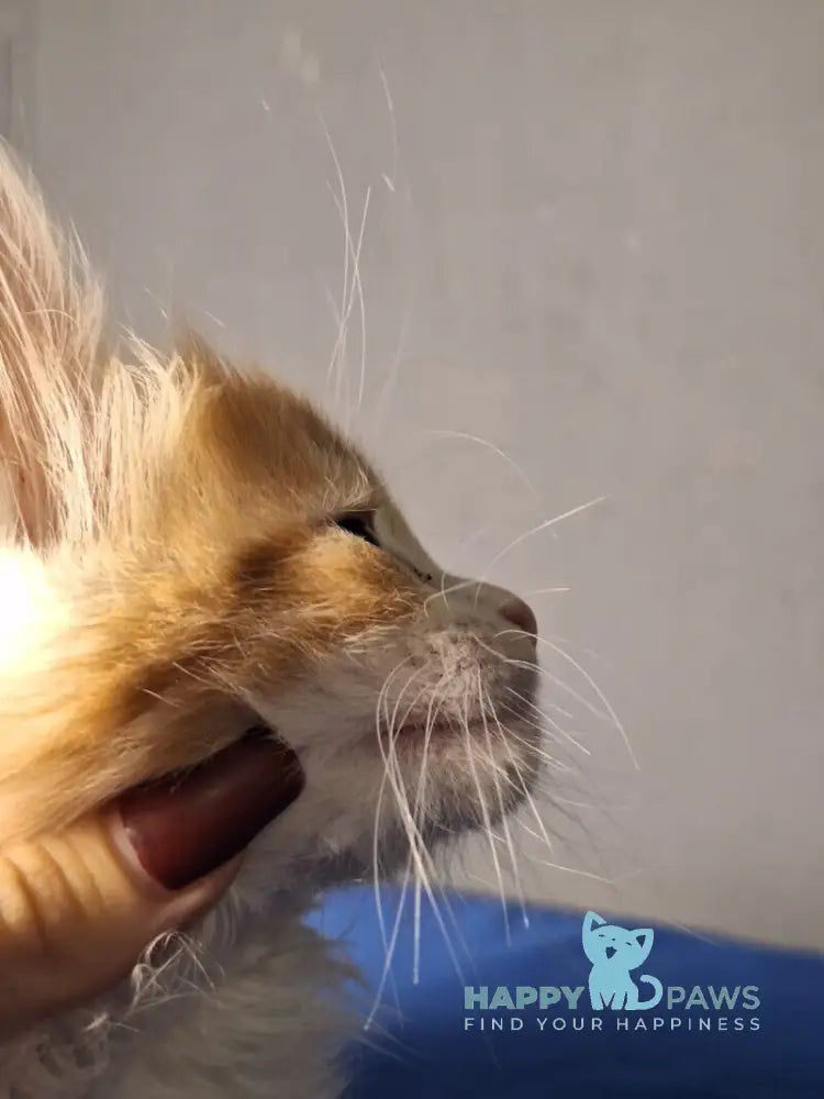 Milanija Maine Coon female red bicolour live animals