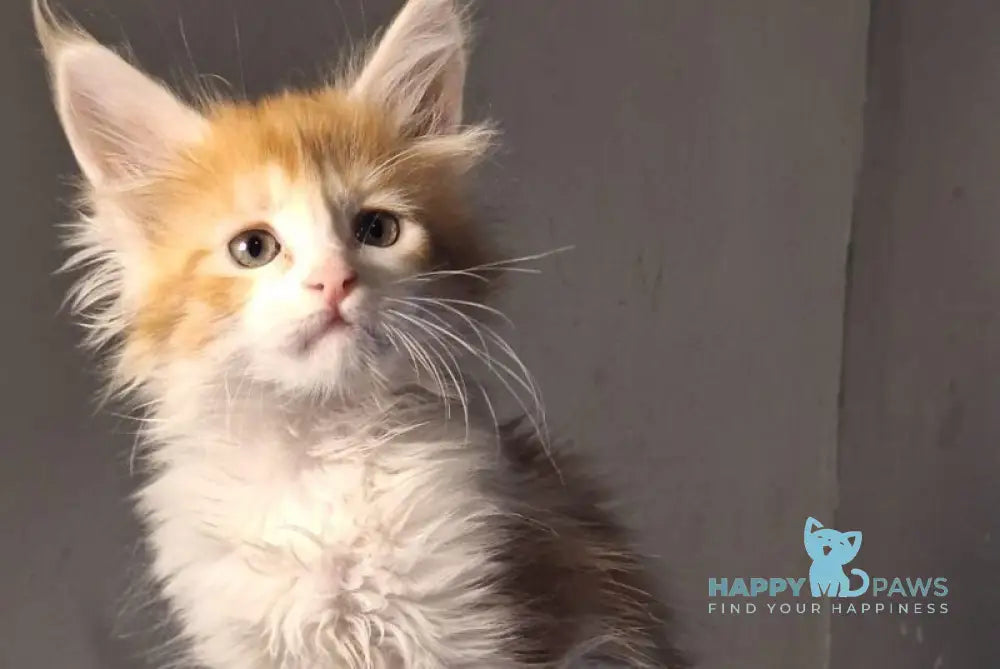 Milanija Maine Coon female red bicolour live animals