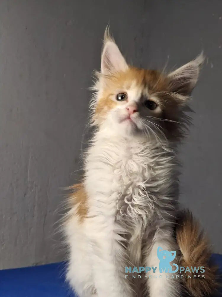 Milanija Maine Coon female red bicolour live animals