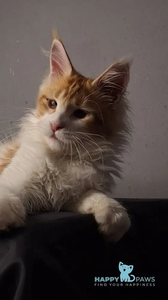 Galactica Maine Coon female red bicolour live animals