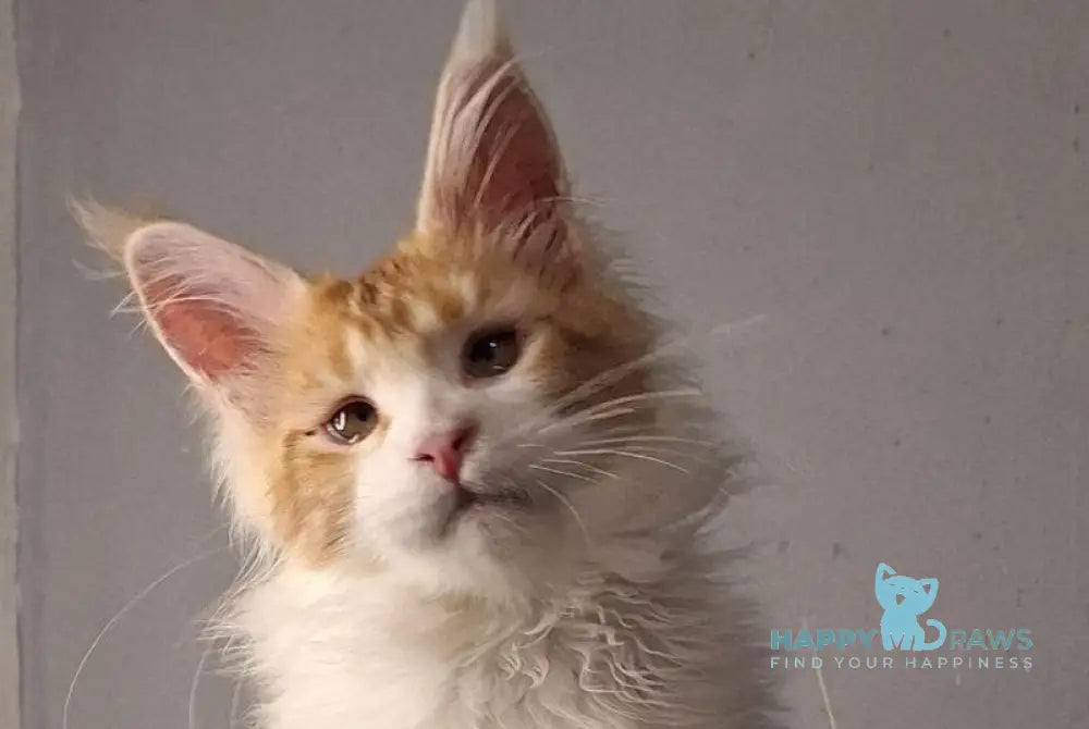 Galactica Maine Coon female red bicolour live animals