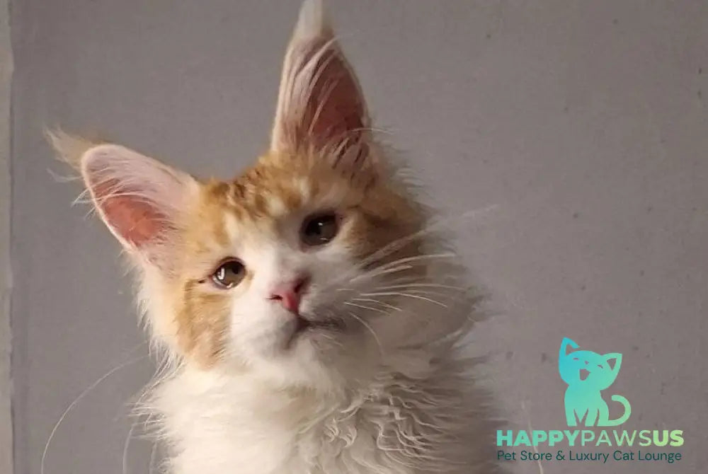 Galactica Maine Coon female red bicolour live animals