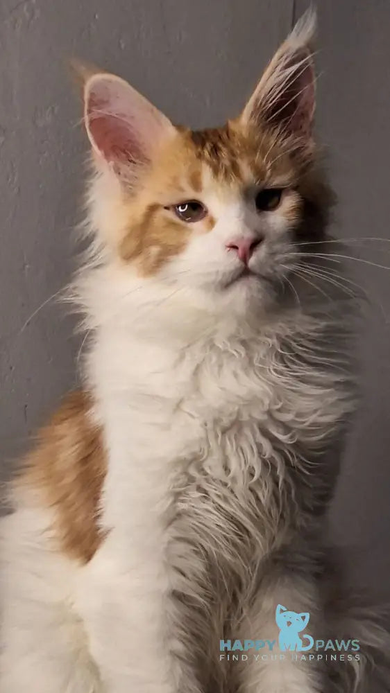 Galactica Maine Coon female red bicolour live animals