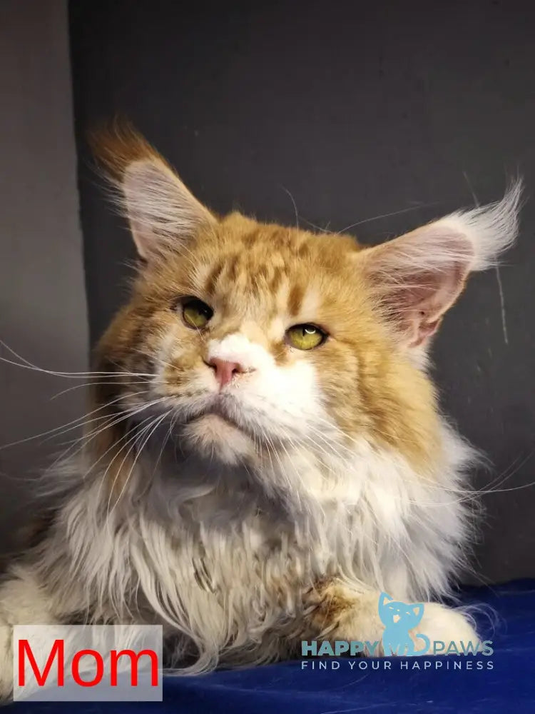 Milanija Maine Coon female red bicolour live animals