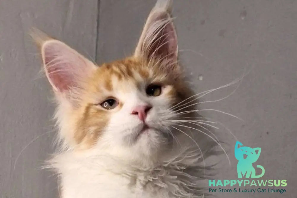 Galactica Maine Coon female red bicolour live animals