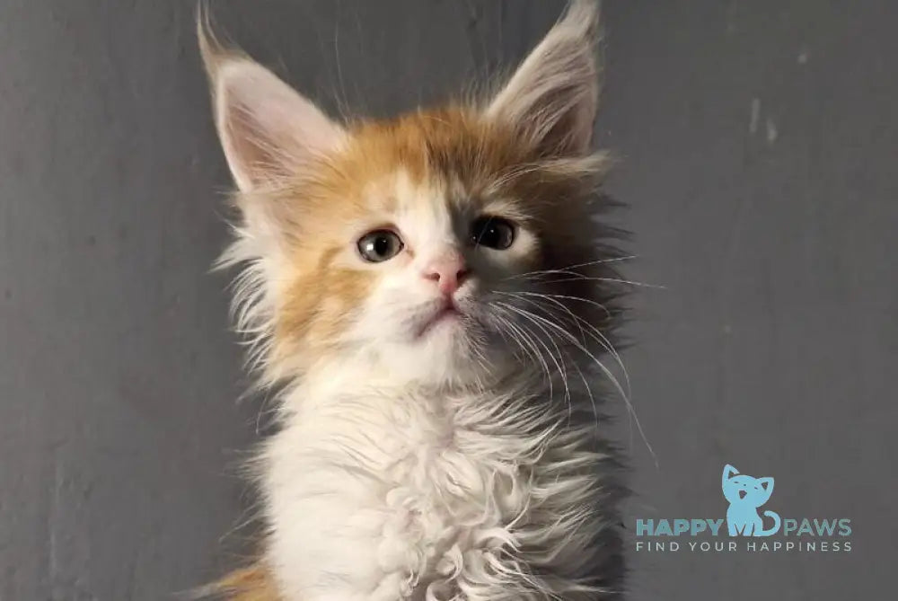 Milanija Maine Coon female red bicolour live animals