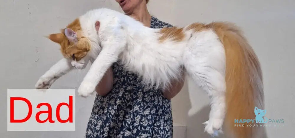 Milanija Maine Coon female red bicolour live animals