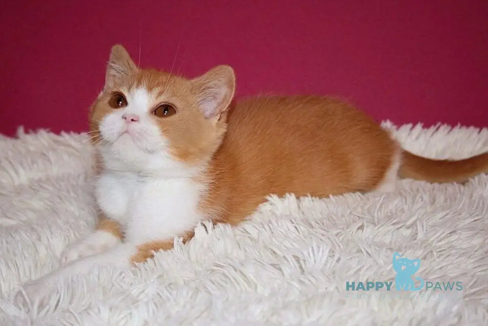 Galahad British Shorthair male red bicolour live animals
