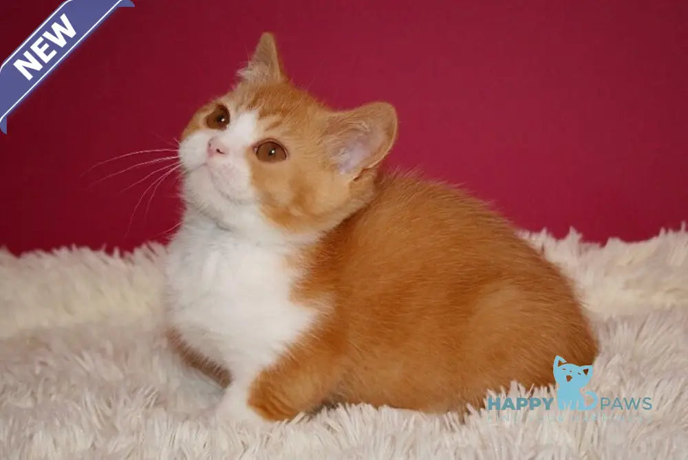 Galahad British Shorthair male red bicolour live animals