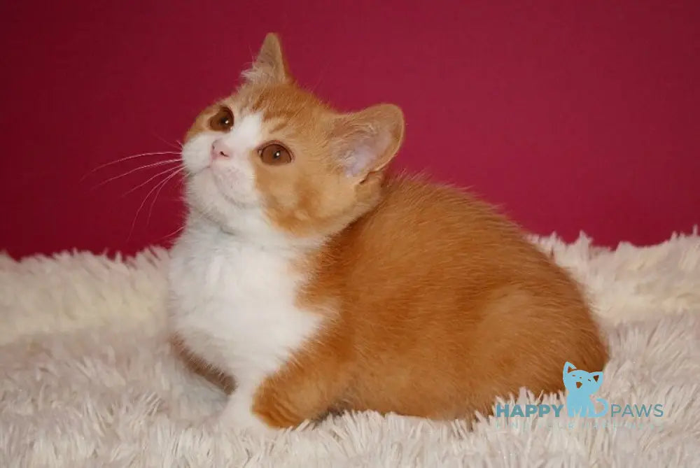 Galahad British Shorthair male red bicolour live animals