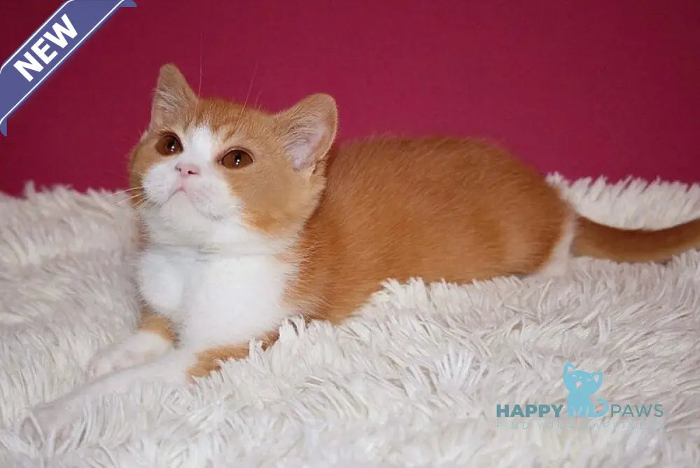 Galahad British Shorthair male red bicolour live animals