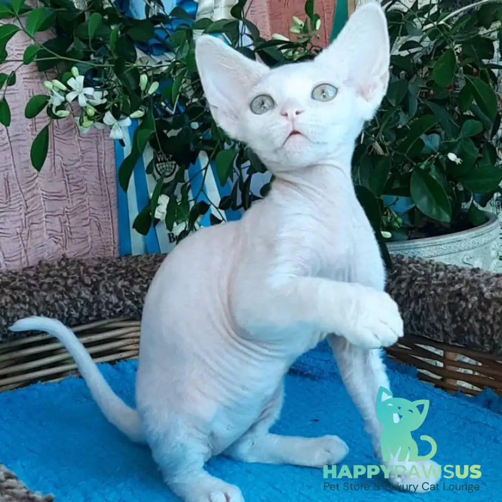 Galatea Devon Rex female white - live animals