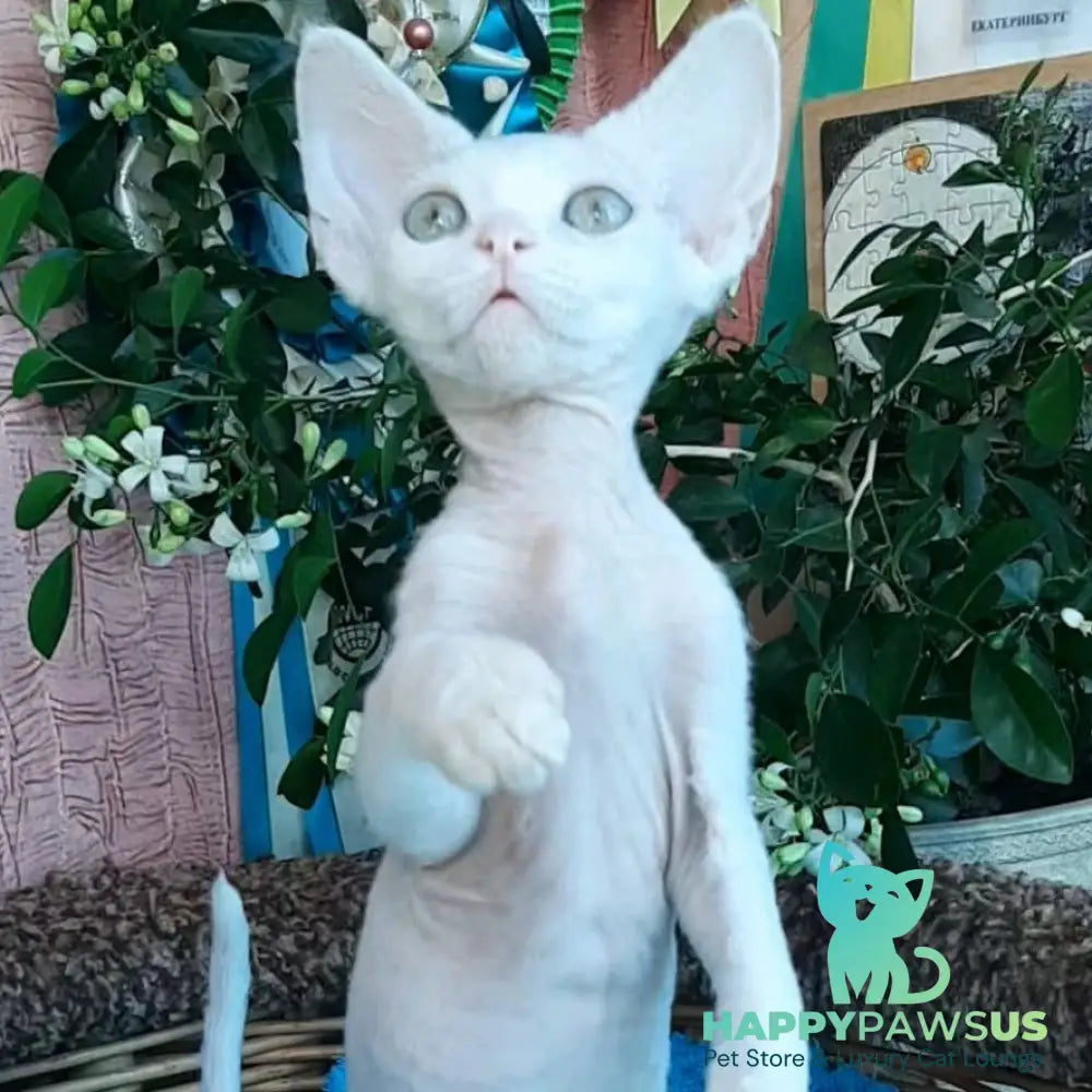Galatea Devon Rex female white - live animals