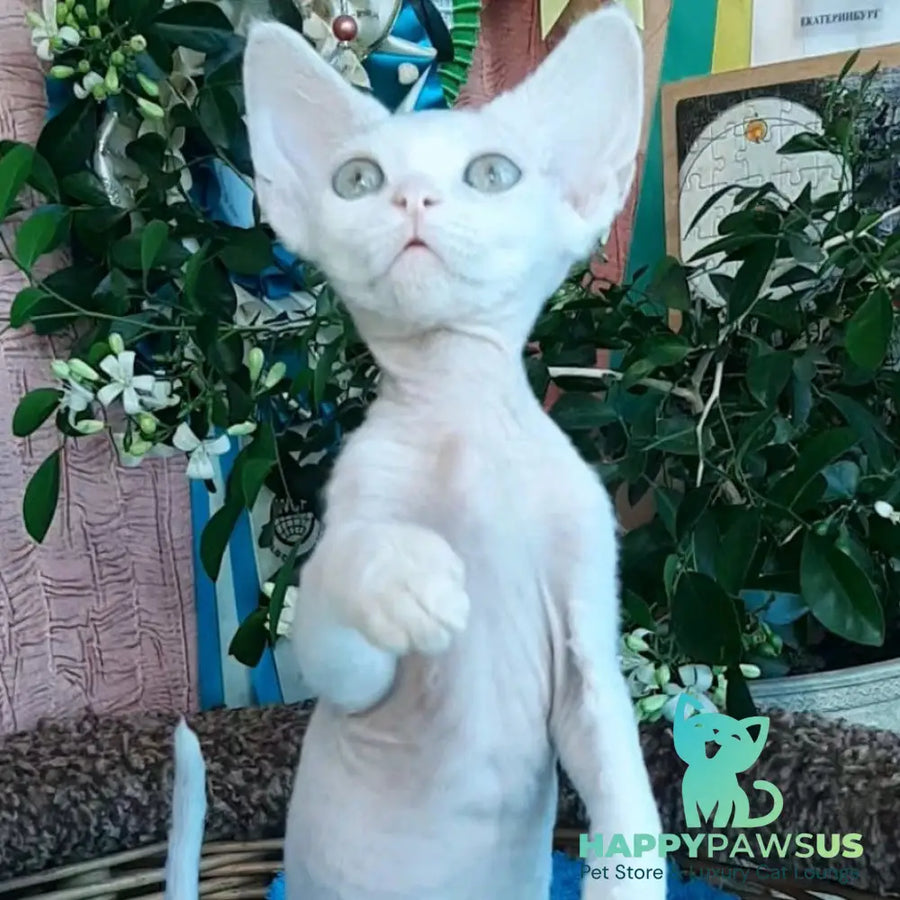 Galatea Devon Rex female white - live animals