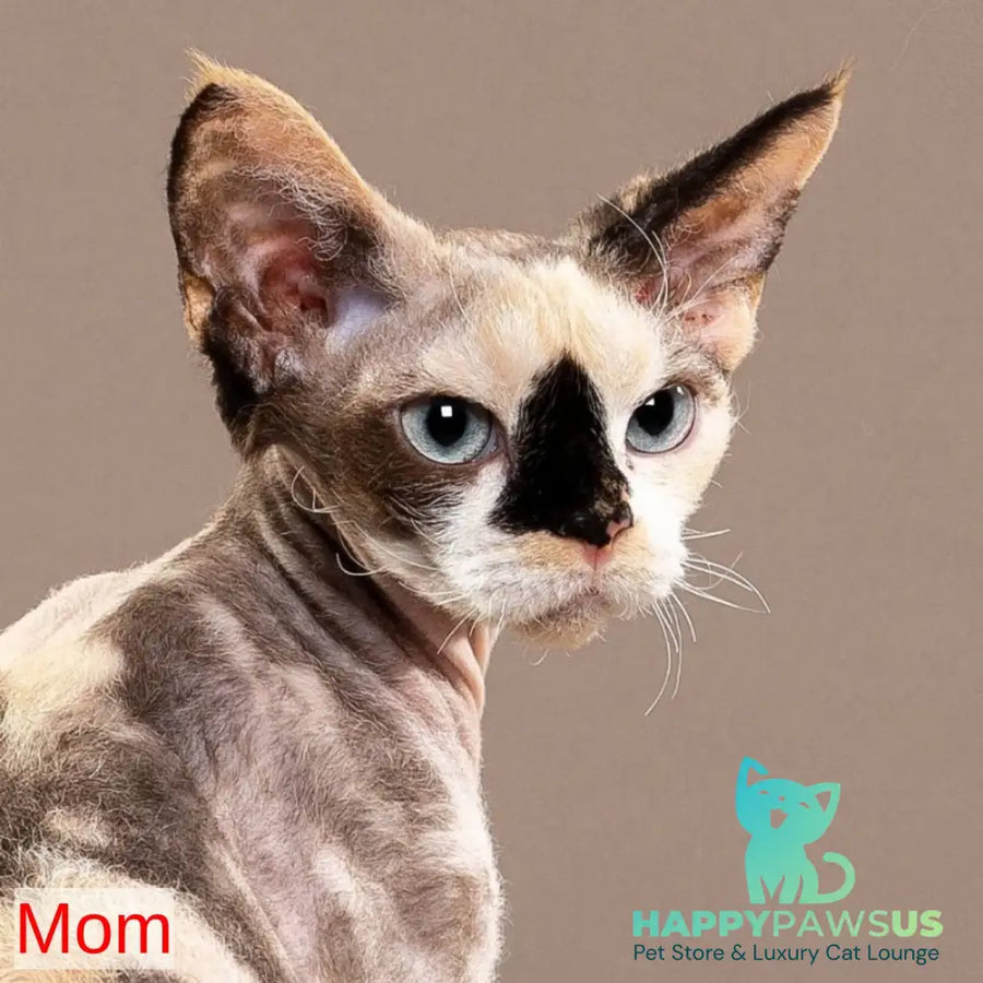 Galatea Devon Rex female white - live animals
