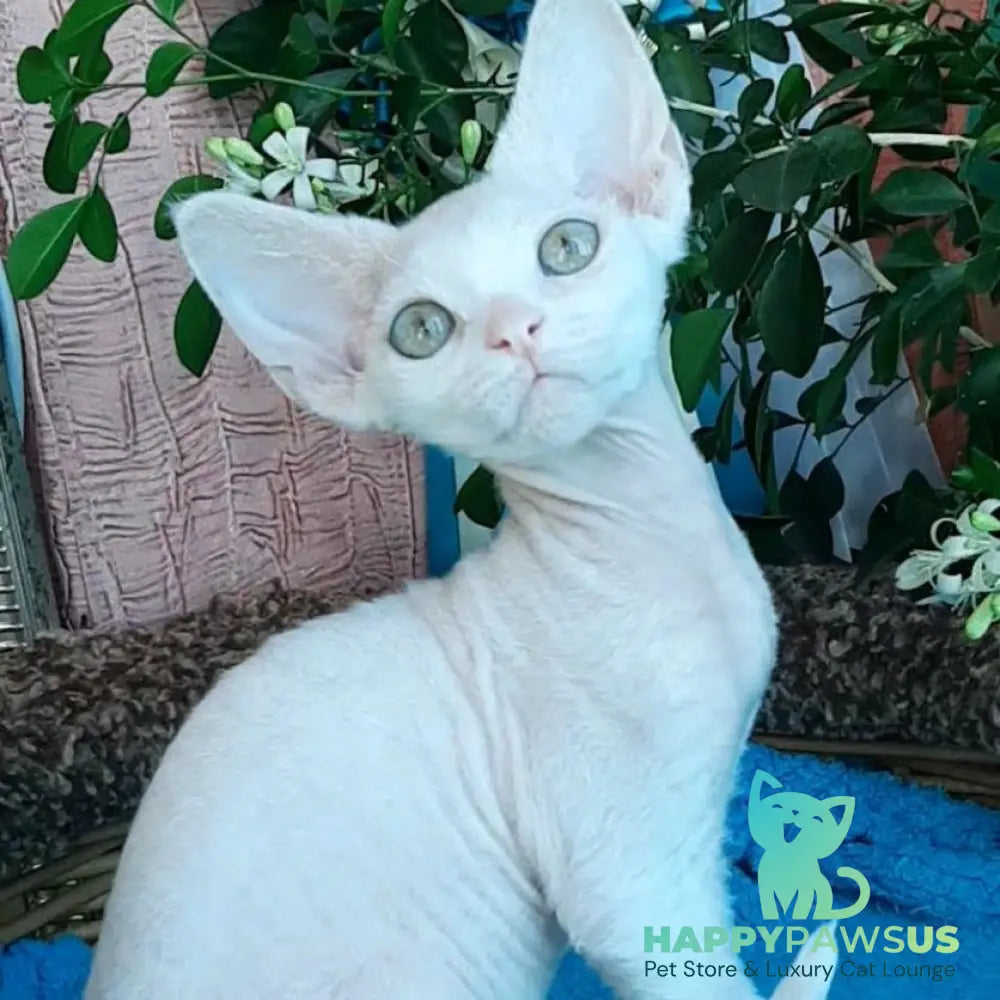 Galatea Devon Rex female white - live animals