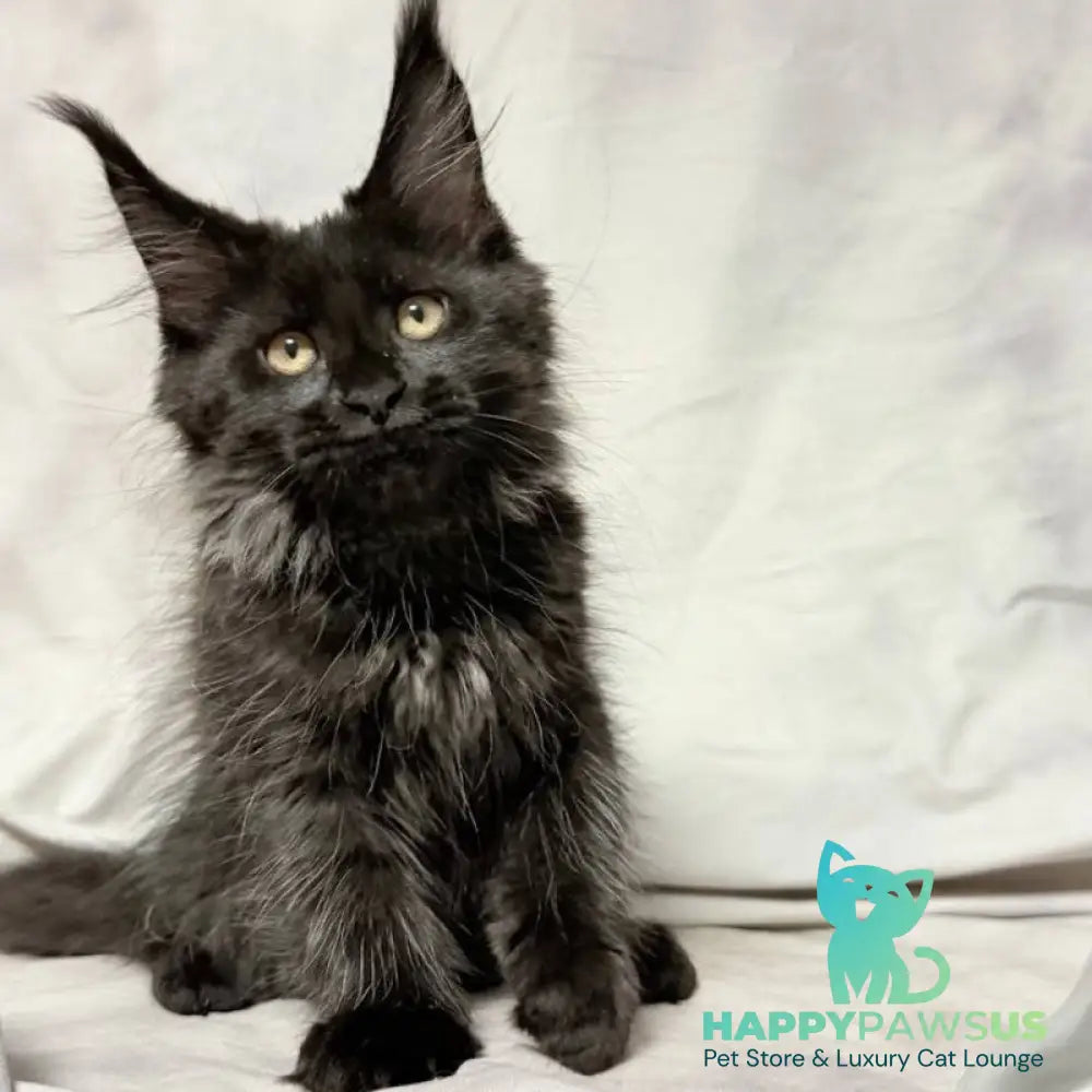 Galatea Maine Coon female black with white - live animals