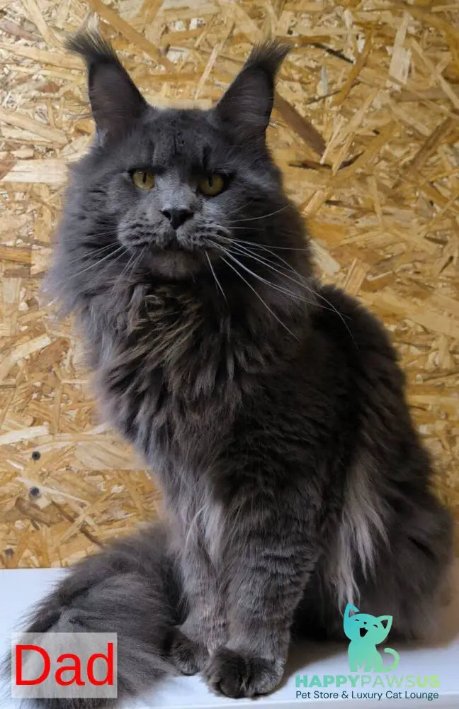Galatea Maine Coon female black with white - live animals