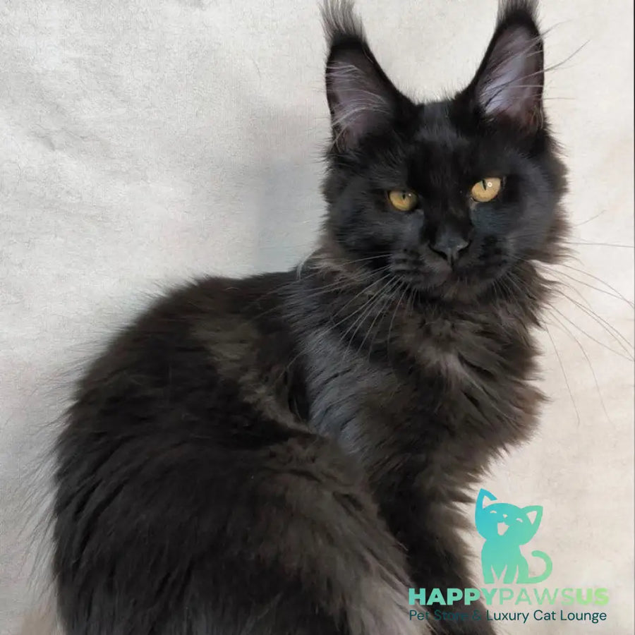 Galatea Maine Coon female black with white - live animals