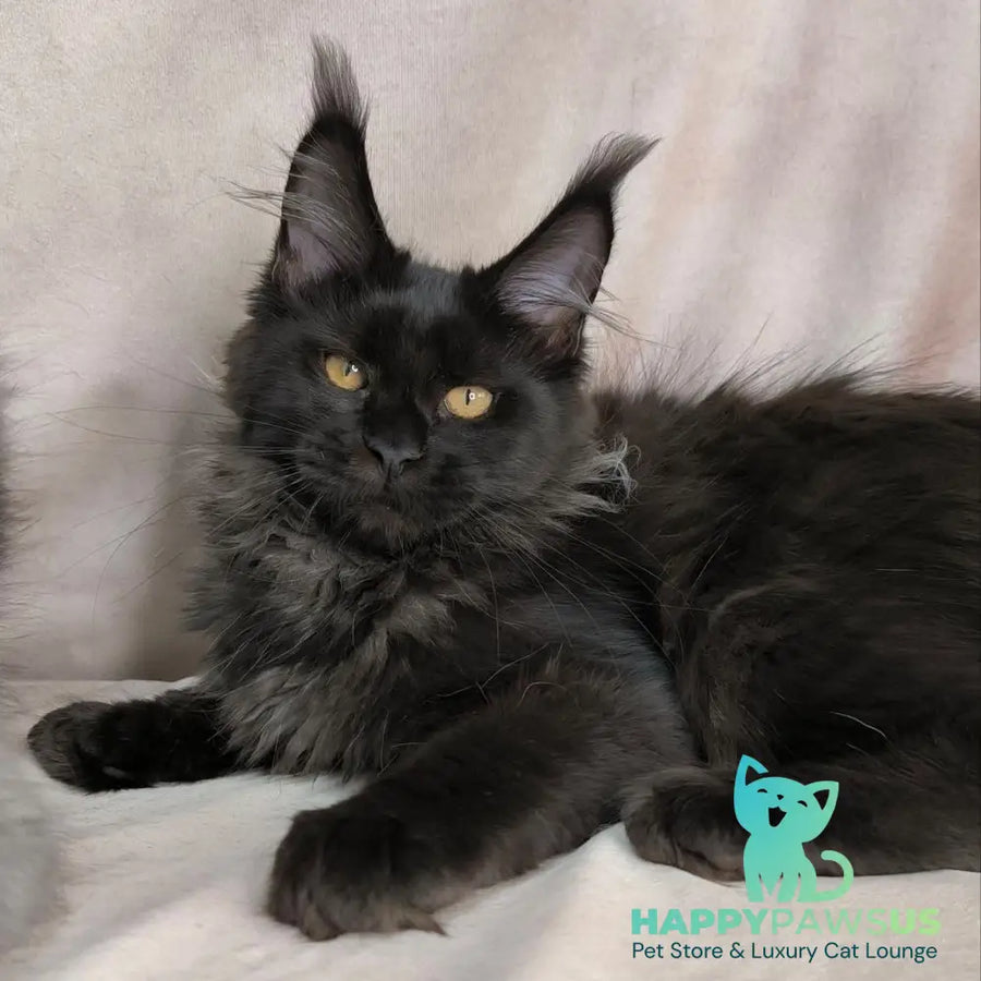 Galatea Maine Coon female black with white - live animals