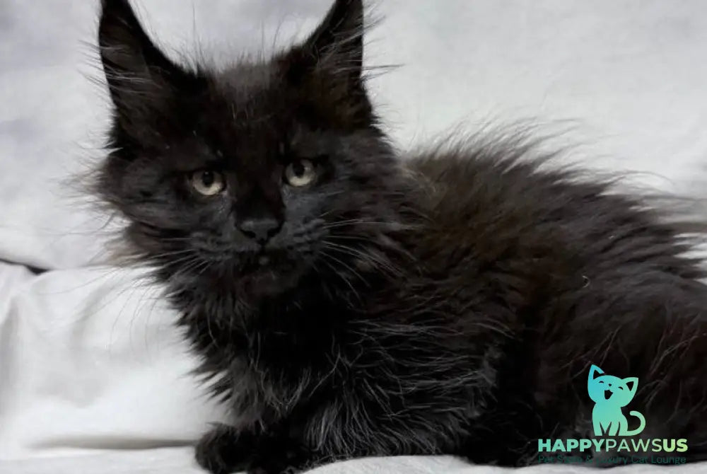 Galatea Maine Coon female black with white - live animals