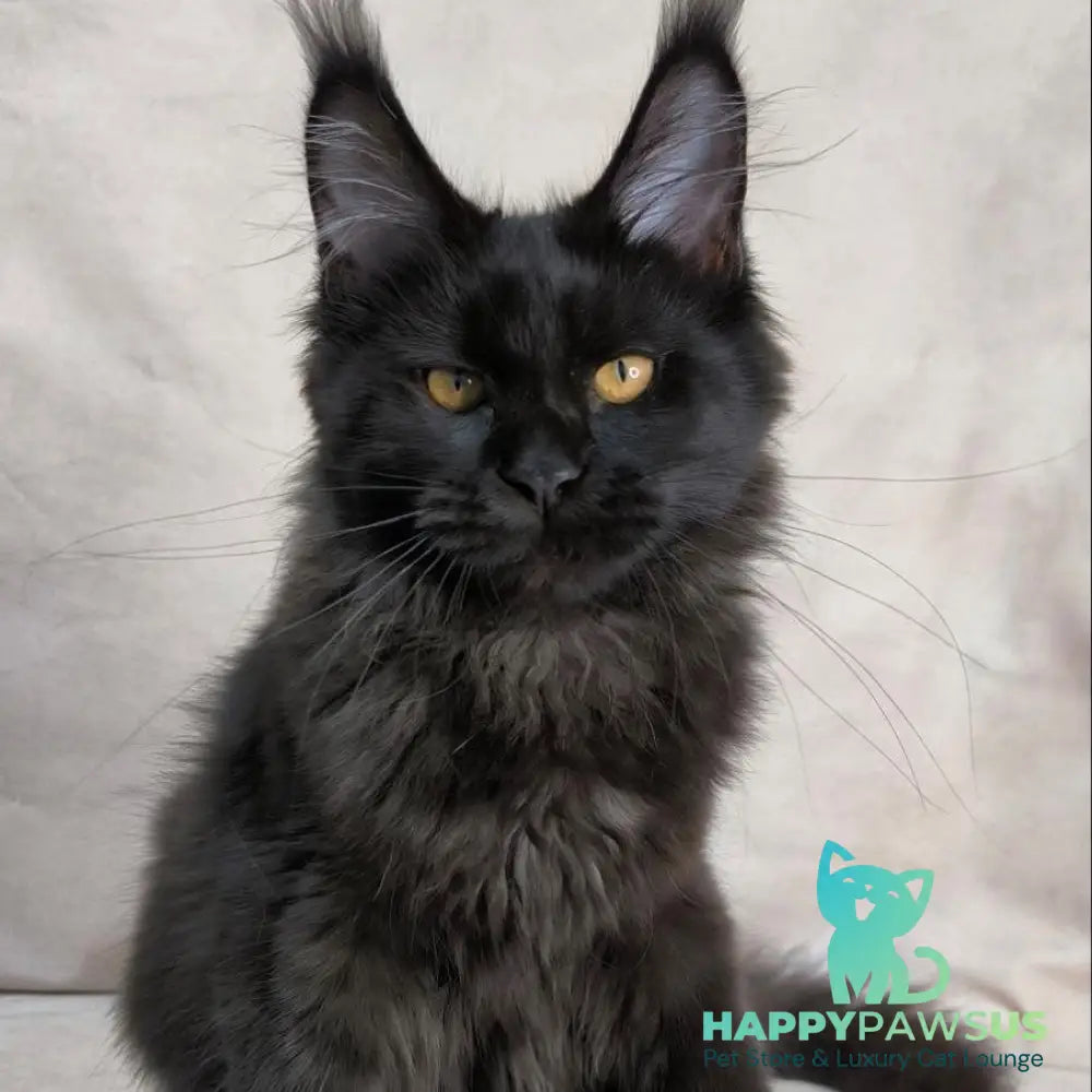 Galatea Maine Coon female black with white - live animals