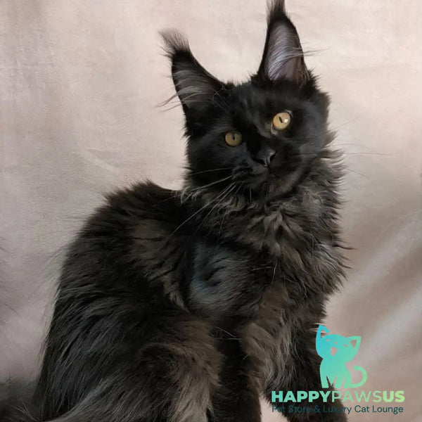 Galatea Maine Coon female black with white - live animals