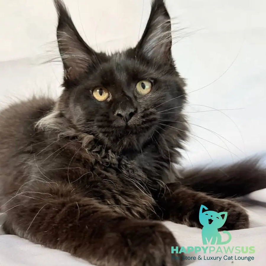 Galatea Maine Coon female black with white - live animals