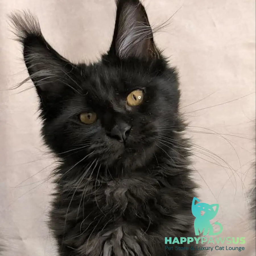 Galatea Maine Coon female black with white - live animals
