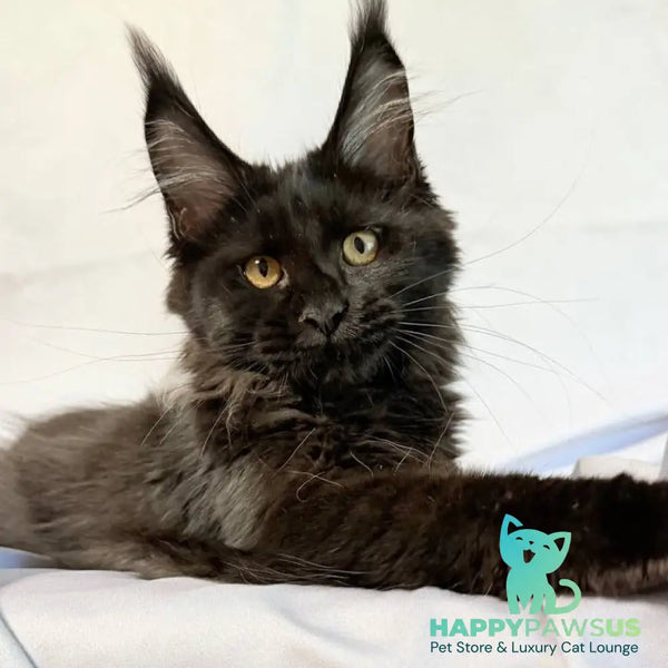 Galatea Maine Coon female black with white - live animals