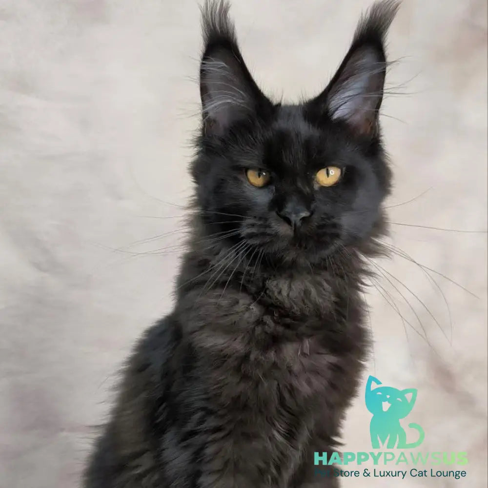 Galatea Maine Coon female black with white - live animals