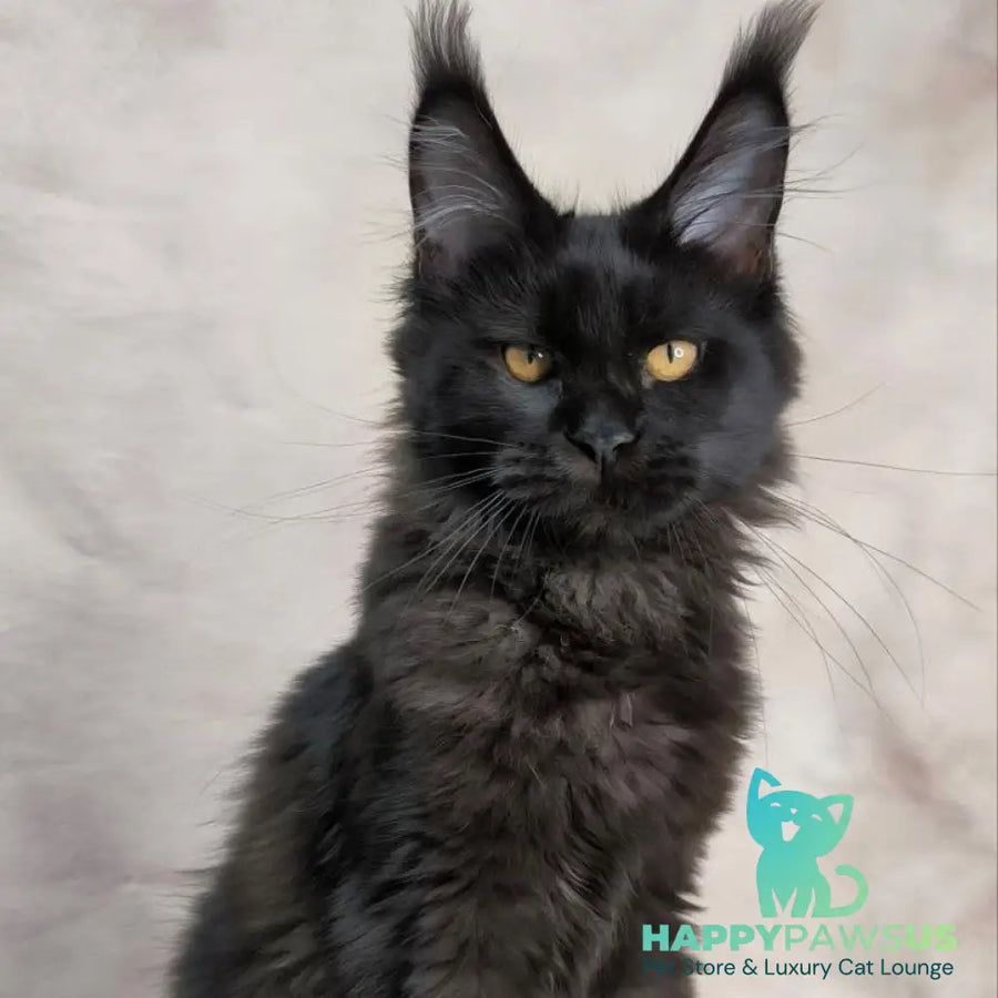 Galatea Maine Coon female black with white - live animals