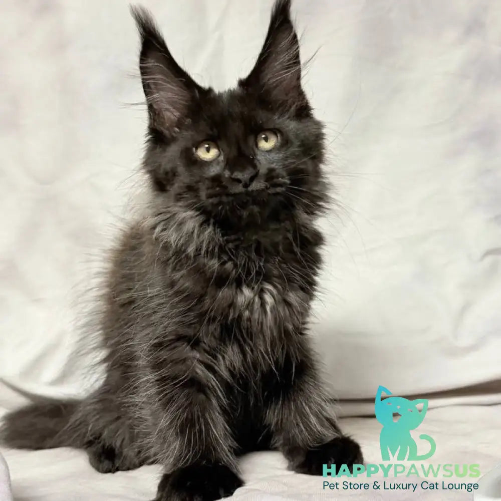 Galatea Maine Coon female black with white - live animals