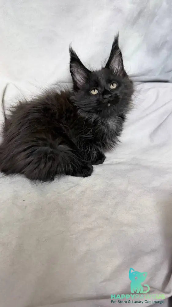 Galatea Maine Coon female black with white - live animals